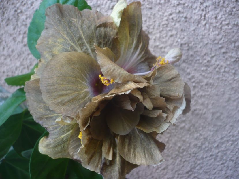 P1450646 - HIBISCUSI 2020-3