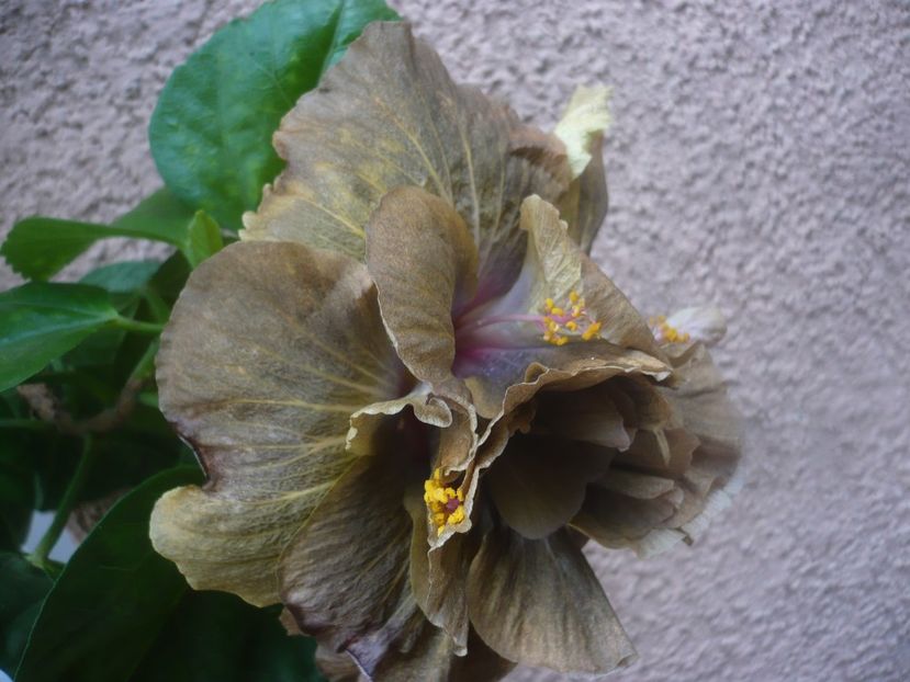 P1450647 - HIBISCUSI 2020-3