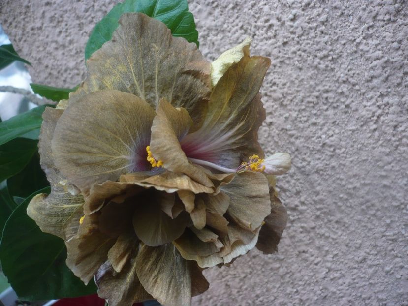 P1450648 - HIBISCUSI 2020-3