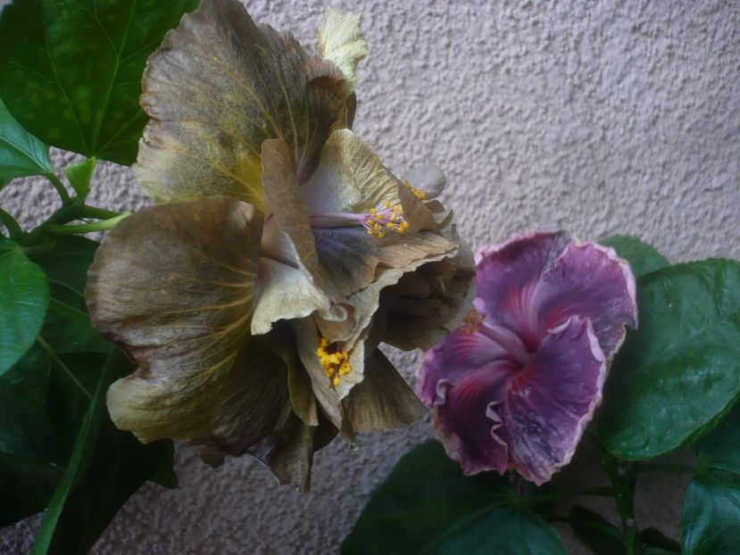 P1450649 - HIBISCUSI 2020-3