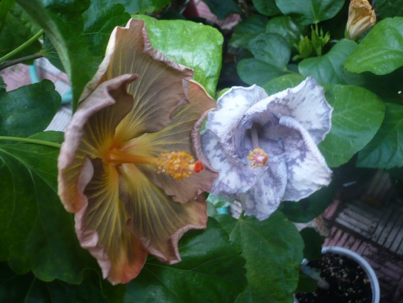 P1450657 - HIBISCUSI 2020-3