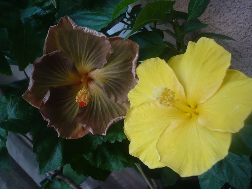 P1450659 - HIBISCUSI 2020-3