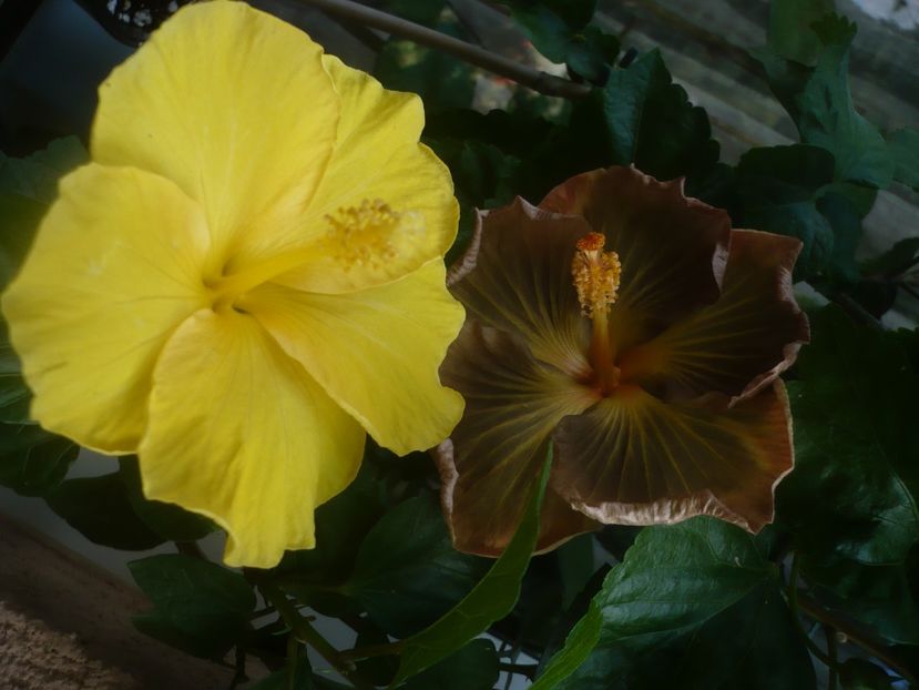P1450672 - HIBISCUSI 2020-3