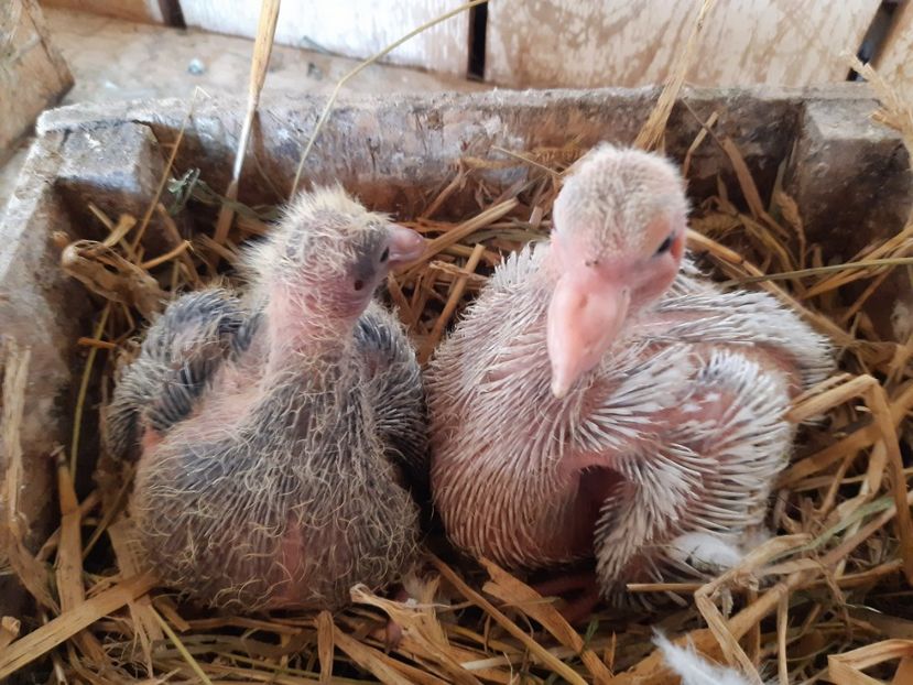  - 05 PUI TEXANI 2020