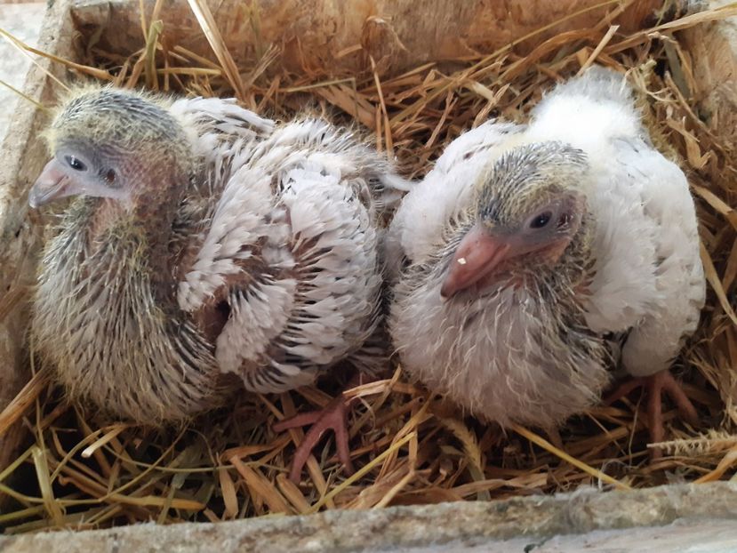 Perechea 11  2 F - albastre  . - 05 PUI TEXANI 2020