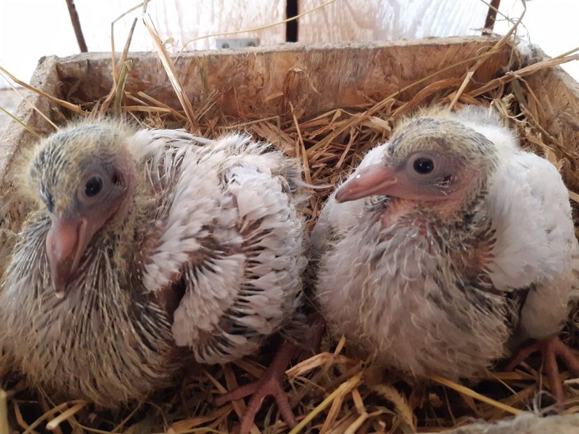  - 05 PUI TEXANI 2020