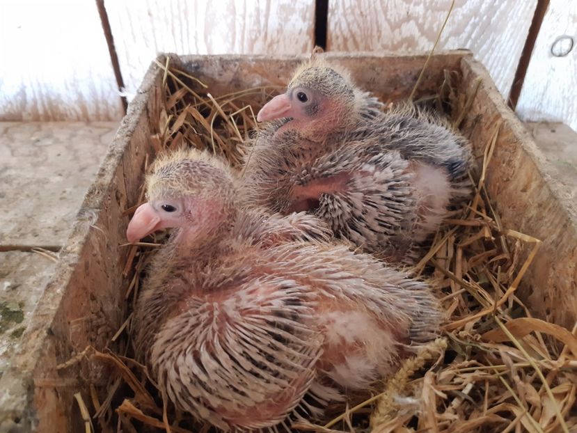 PERECHEA  6    2F - albastra si isabel  . . - 05 PUI TEXANI 2020