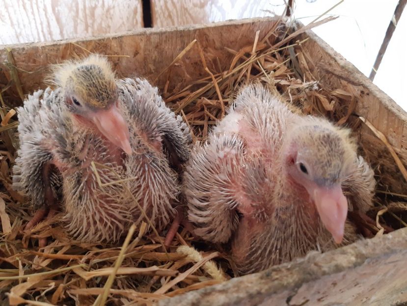  - 05 PUI TEXANI 2020