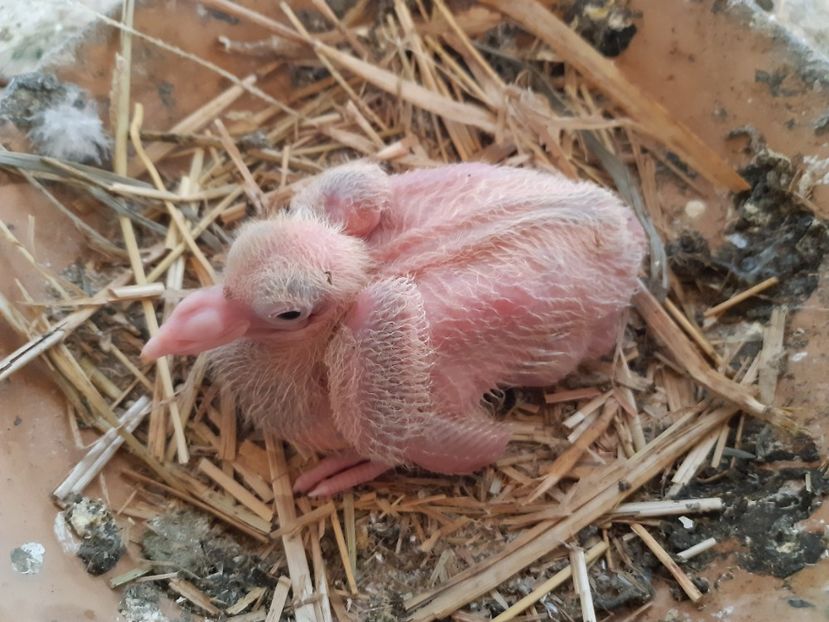 perechea  4   - M  . - 05 PUI TEXANI 2020