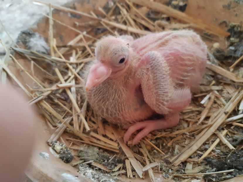  - 05 PUI TEXANI 2020