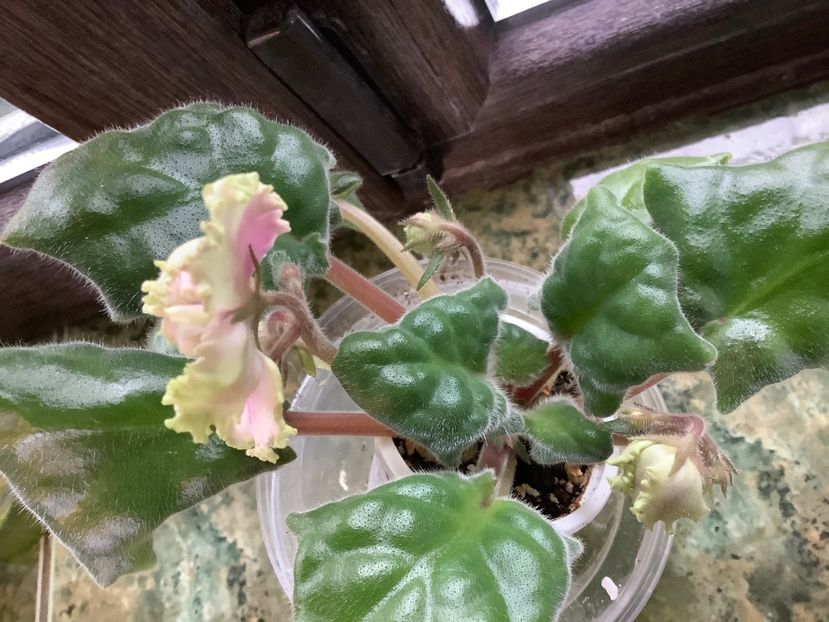  - AV Bogemnaya Rapsodia