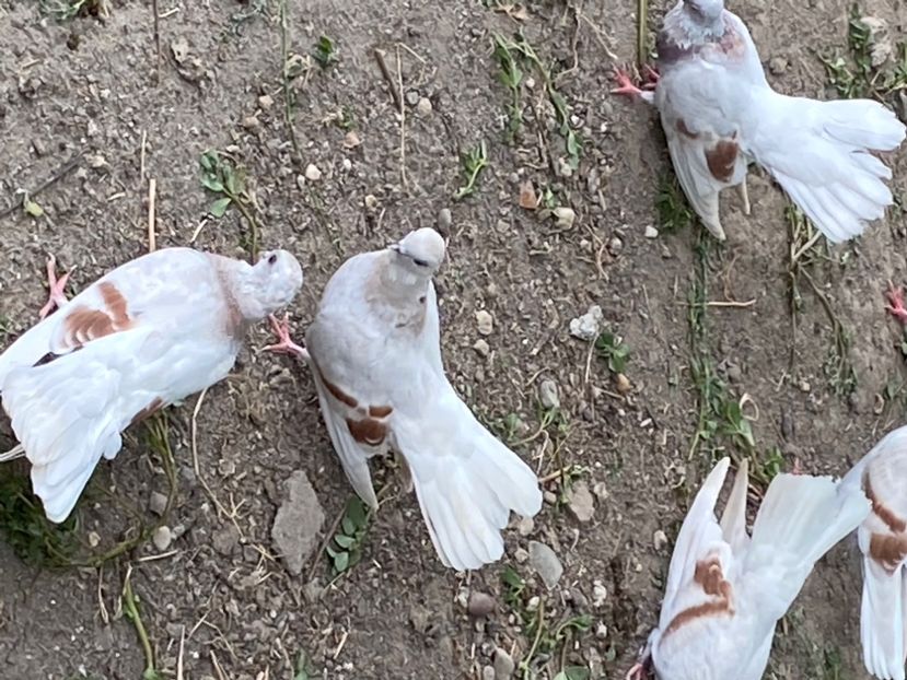 198E8F55-882D-4C3A-803D-214C7CDA6A2C - Zburători Argintii