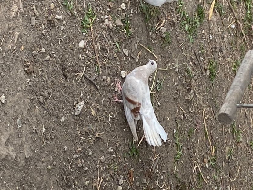 11EB1596-9528-44FB-80CC-3C5565444080 - Zburători Argintii