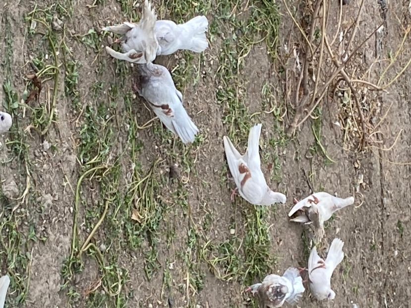 162A7C56-7741-4171-A46C-ABA80603A9CE - Zburători Argintii