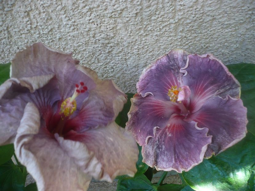 P1450676 - HIBISCUSI 2020-3