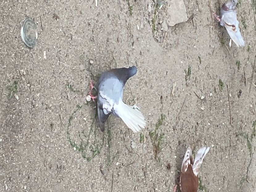 05BF27DE-3408-4393-986C-8F8E800C107E - Vargati cu dunga alba