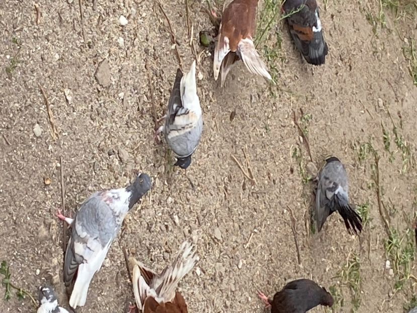 E42E8798-E3AE-4609-8162-6373B38045C4 - Vargati cu dunga alba