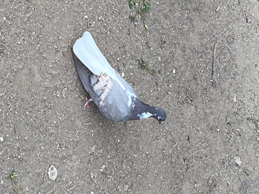 3389D0AD-F4D9-45A5-B310-356BE128F83D - Vargati cu dunga alba