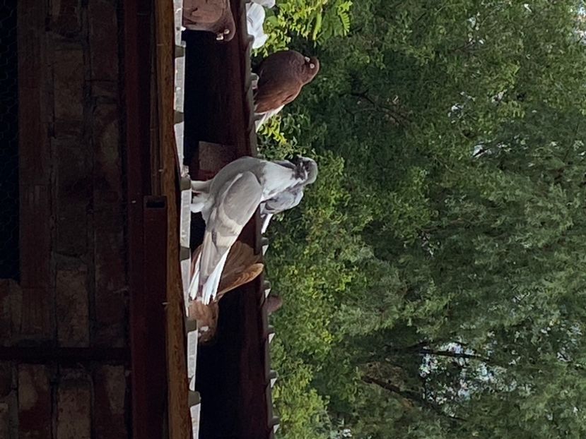 0760EDC4-D29B-4257-9488-C475BD899431 - Vargati cu dunga alba