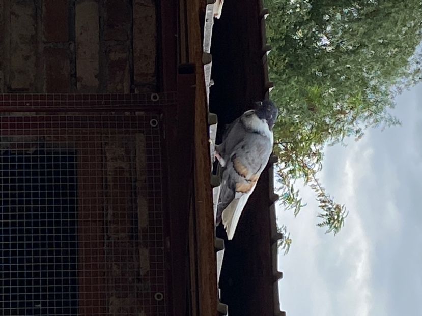 46989986-AFC9-47CF-B686-D5890788A86A - Vargati cu dunga alba