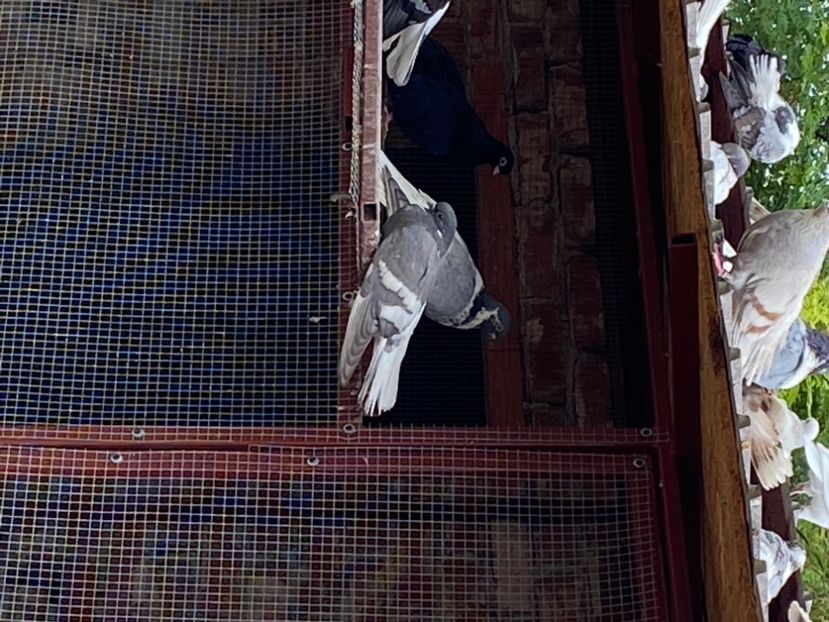 1E10F13F-F9A1-49EA-9290-2B6F00C0207D - Vargati cu dunga alba