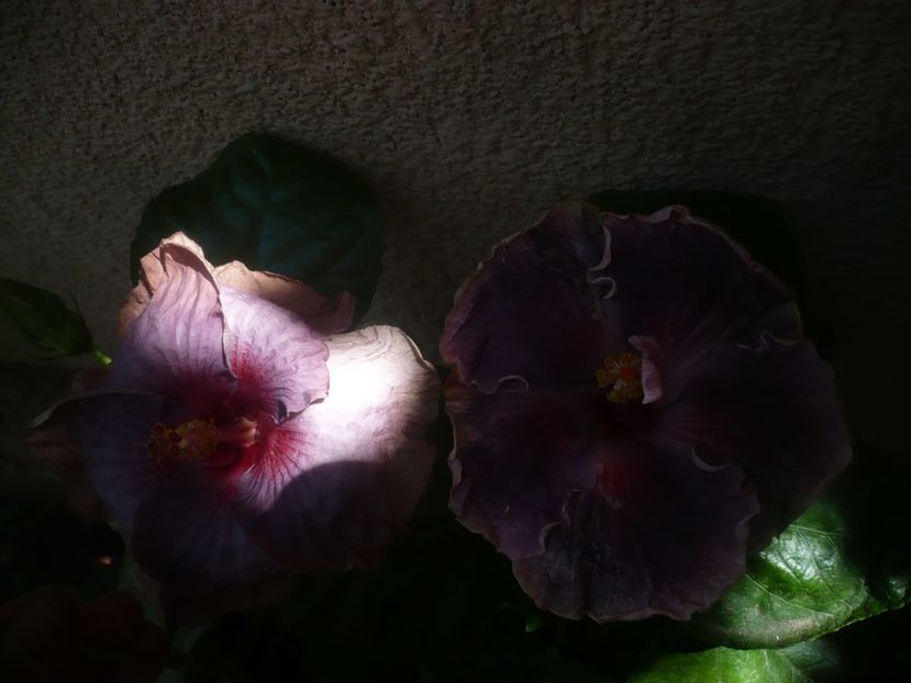 P1450707 - HIBISCUSI 2020-3