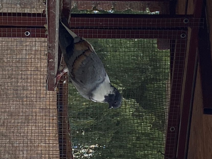 F49F5CA4-9DBD-4A15-89CA-27B1806C6FF6 - Vargati cu dunga alba