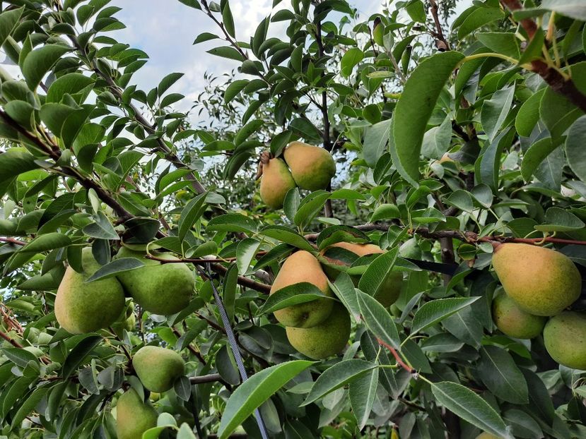 15 august capata culoare - Viorica