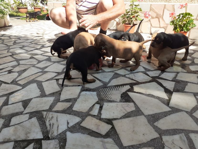  - De vînzare copoi ardelenesc
