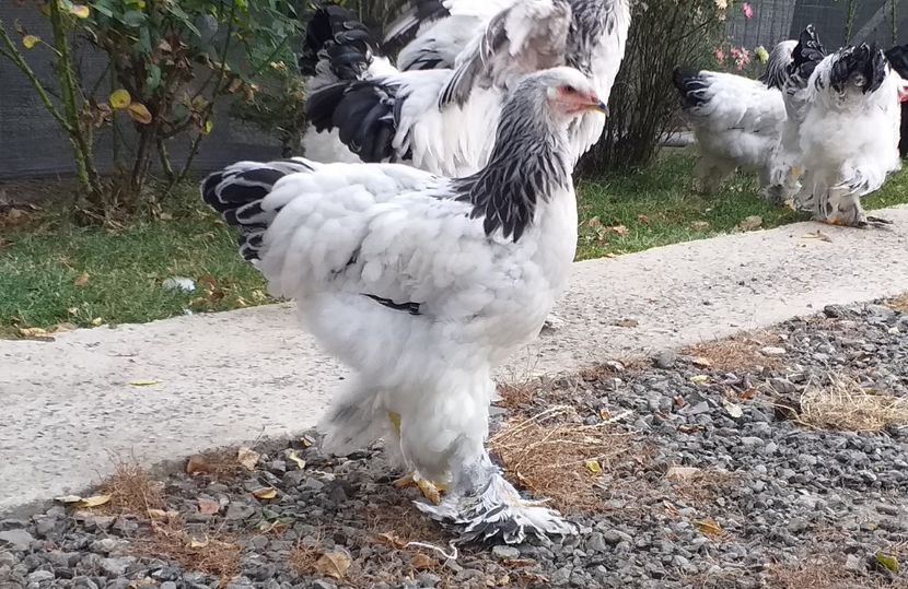  - VIITOR SPERANTE 2021