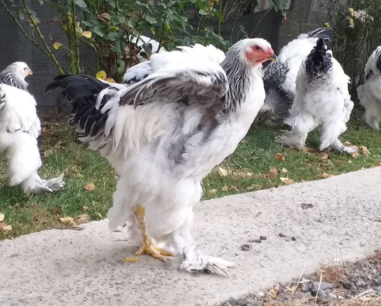  - VIITOR SPERANTE 2021