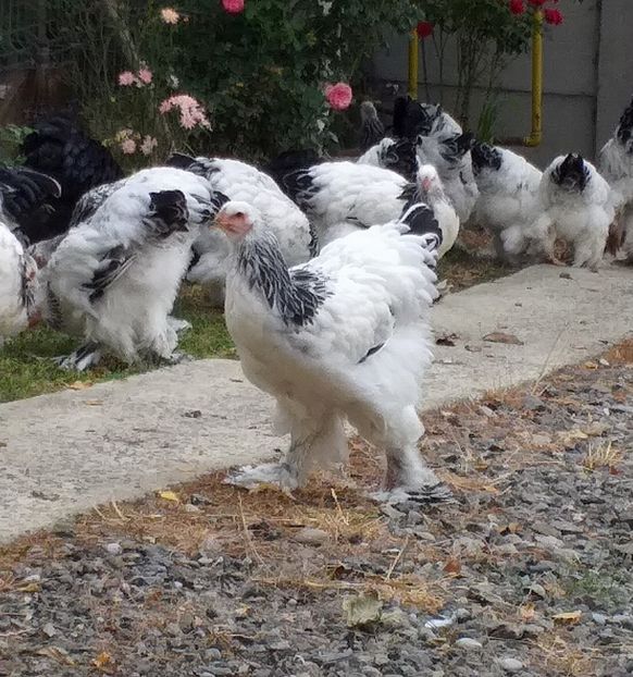  - VIITOR SPERANTE 2021