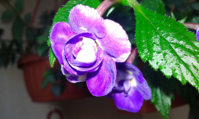 14 - Venice_ - 2020- ACHIMENES