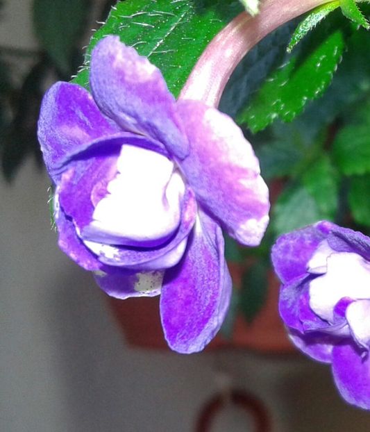 14 - Venice - 2020- ACHIMENES