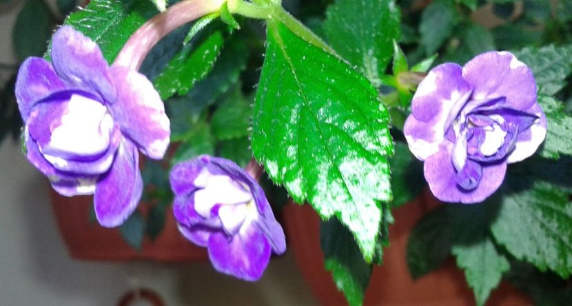 14 - Venice(1) - 2020- ACHIMENES