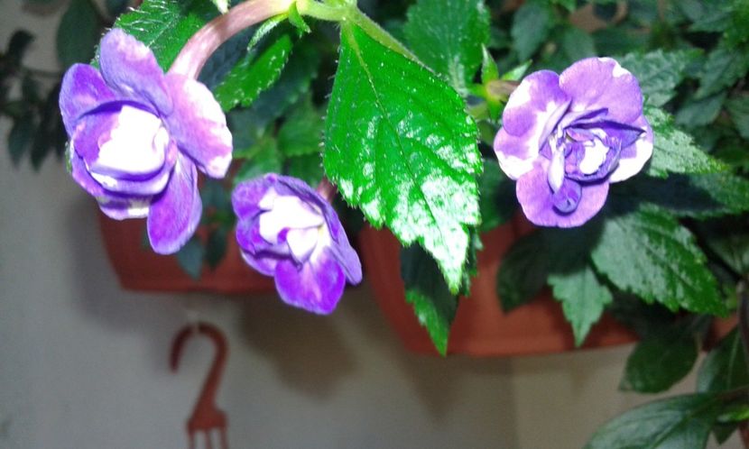 14 - Venice(2) - 2020- ACHIMENES