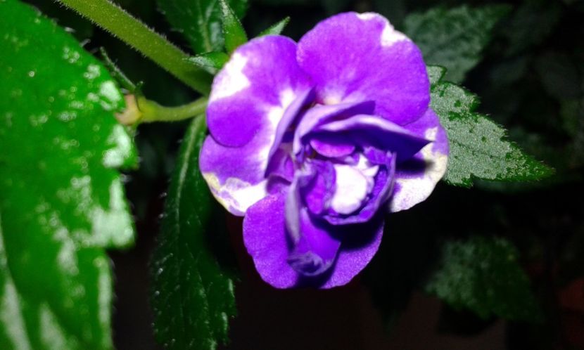 14 - Venice(3) - 2020- ACHIMENES
