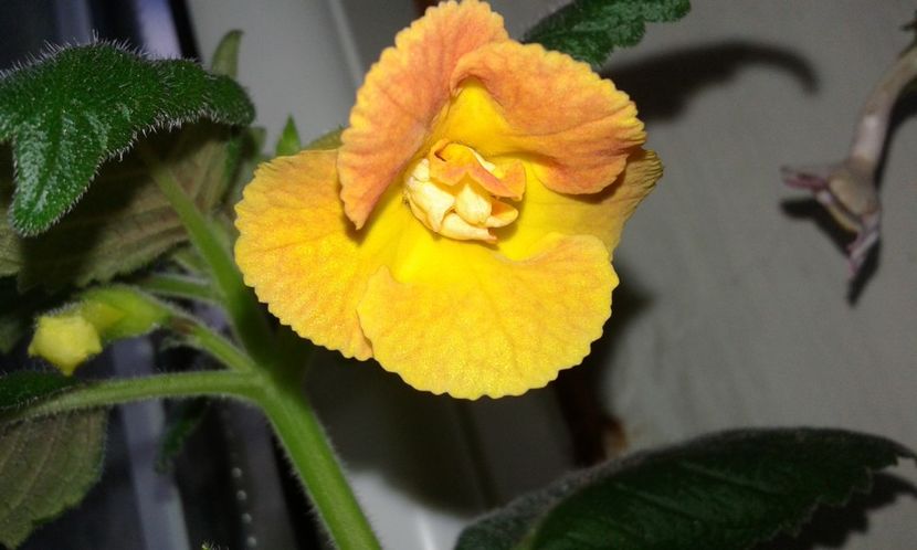 17- Irina - 2020- ACHIMENES