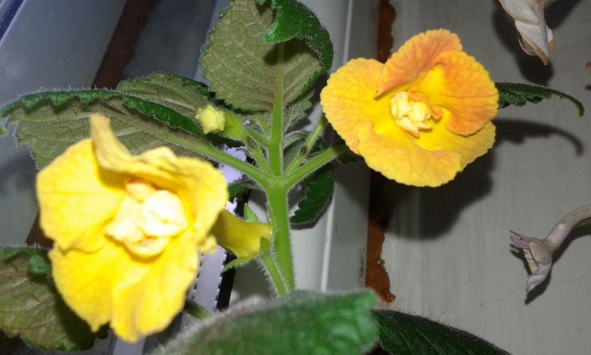 17- Irina(1) - 2020- ACHIMENES
