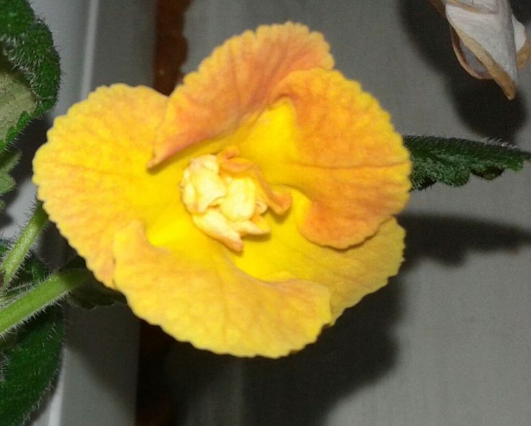 17- Irina(2) - 2020- ACHIMENES