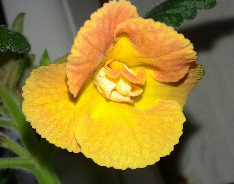 17- Irina(3) - 2020- ACHIMENES