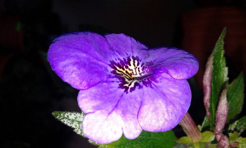 19-Erecta Botanical_ - 2020- ACHIMENES