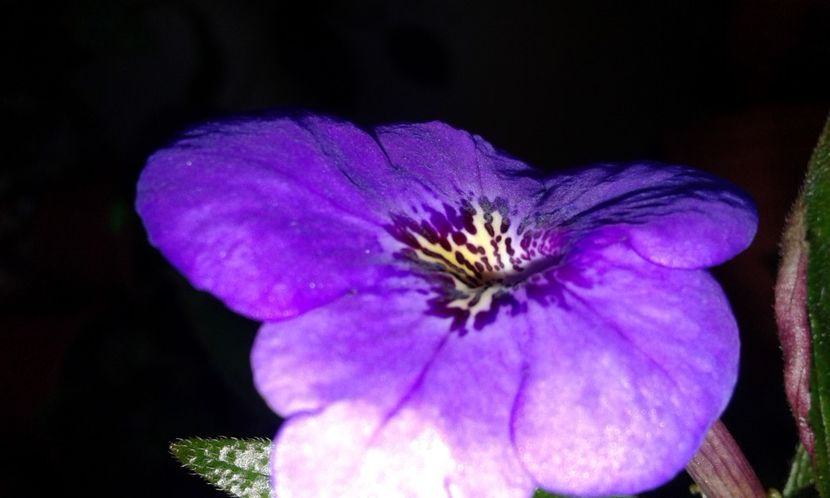 19-Erecta Botanical - 2020- ACHIMENES