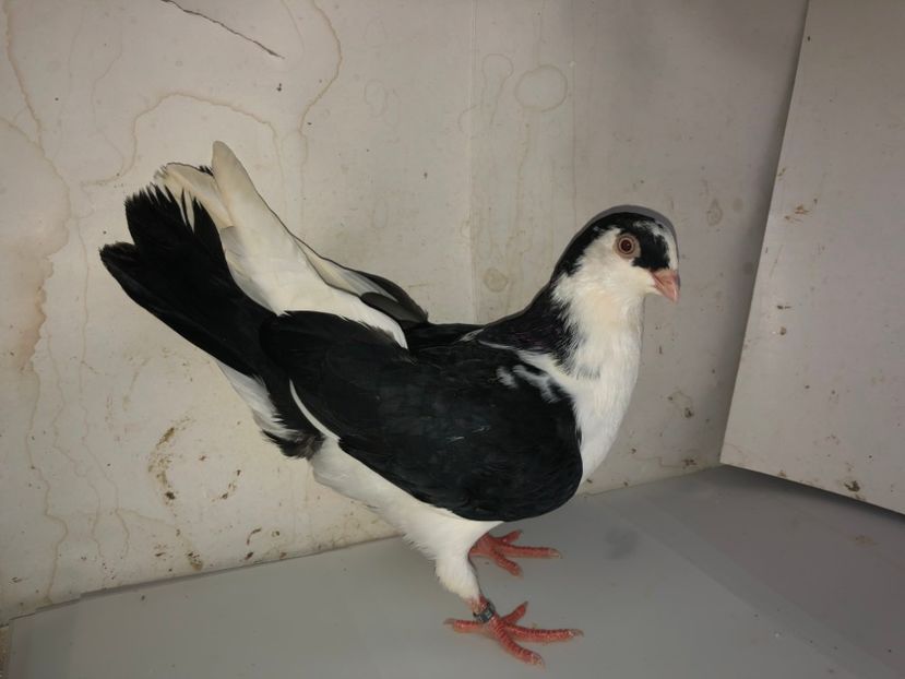 8627  mascul  2020 - Plecați ALBUM 3