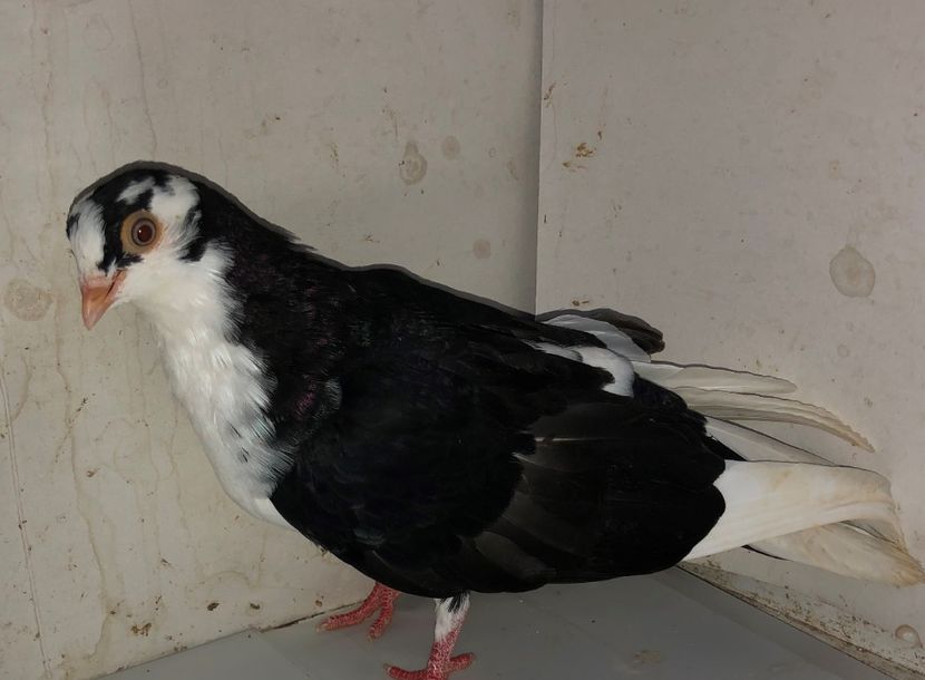 8654  femelă  2020 - Plecați ALBUM 3