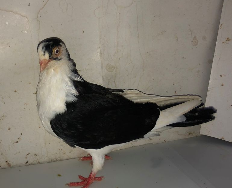 8649  mascul  2020 - Plecați ALBUM 3