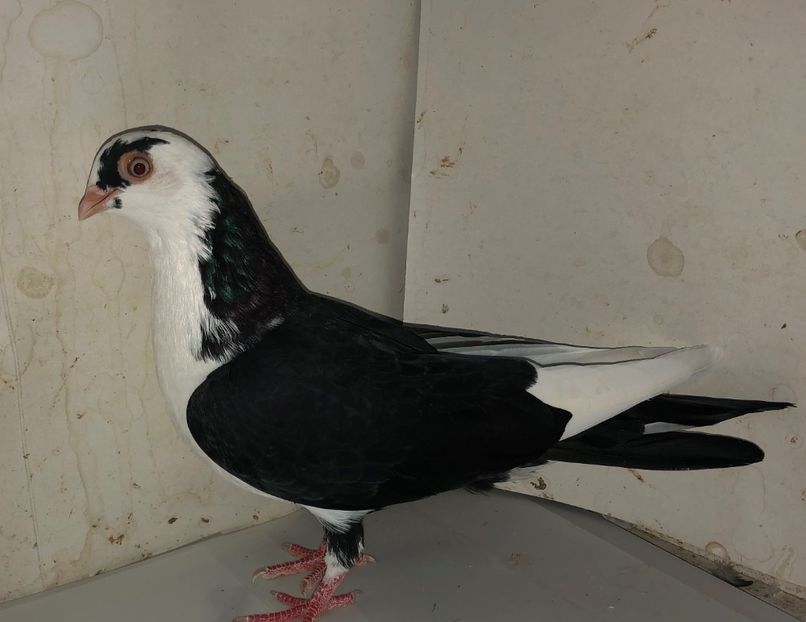 8545  femelă  2020 - Plecați ALBUM 3