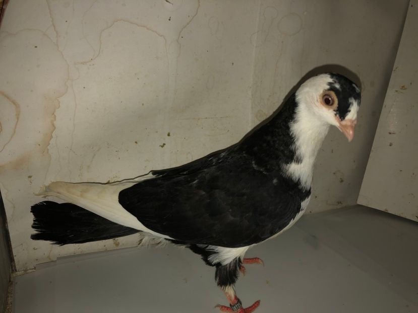 8725  femelă  2020 - Plecați ALBUM 3