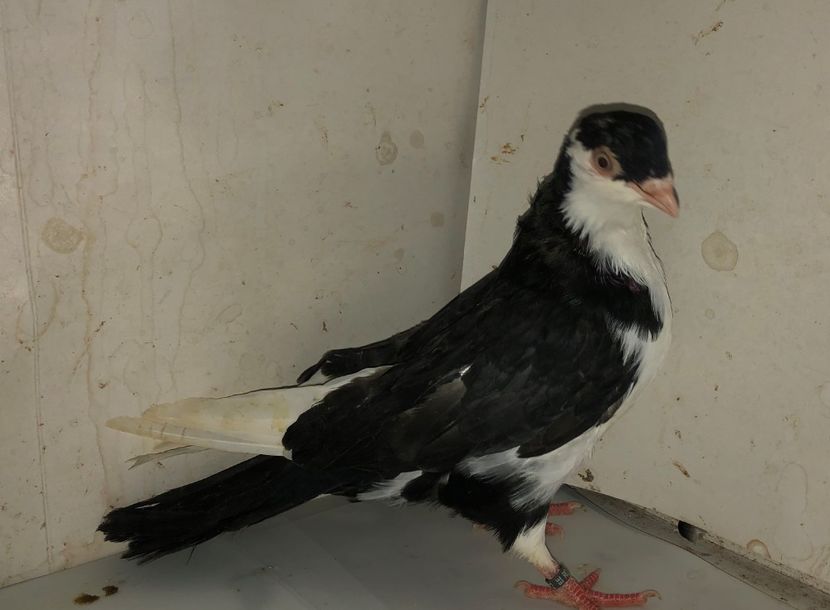 8712  femelă  2020 - Plecați ALBUM 3