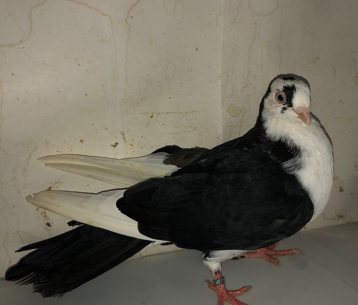 8605  mascul  2020 - Plecați ALBUM 3